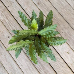 Calathea Rufibarba Plant 10 Inch White Decor Pot 7 Calathea Rufibarba Plant 10 Inch White Decor Pot -United Nursery united nursery house plants 74677 1f 1000