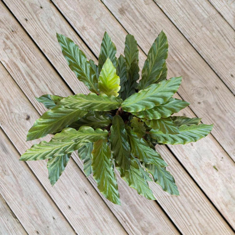 Calathea Rufibarba Plant 10 Inch White Decor Pot 4 Calathea Rufibarba Plant 10 Inch White Decor Pot - Image 4