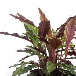 Calathea Rufibarba Plant 10 Inch White Decor Pot 6 Calathea Rufibarba Plant 10 Inch White Decor Pot -United Nursery united nursery house plants 74677 4f 1000