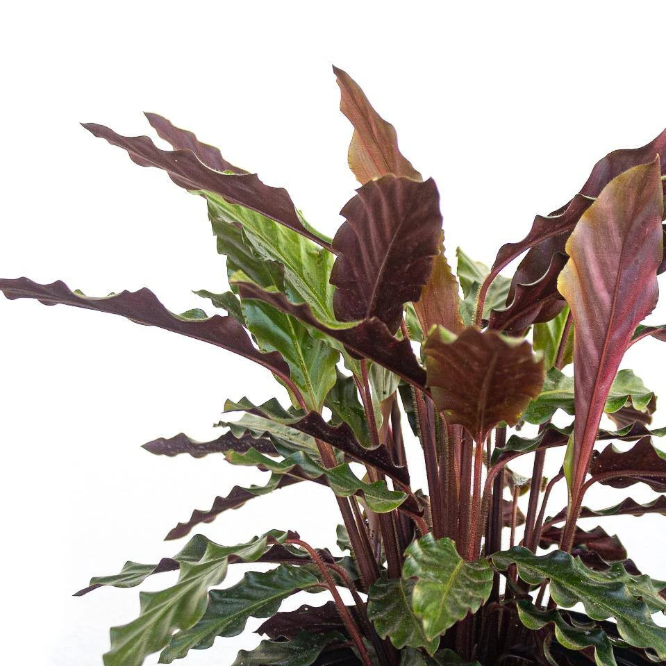 Calathea Rufibarba Plant 10 Inch White Decor Pot 3 Calathea Rufibarba Plant 10 Inch White Decor Pot - Image 3