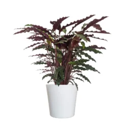 Calathea Rufibarba Plant 10 Inch White Decor Pot