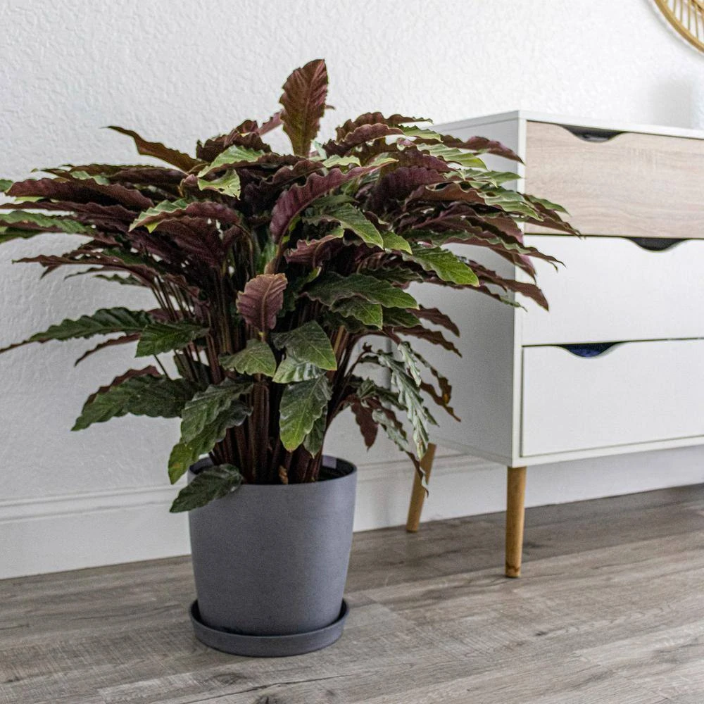 Calathea Rufibarba Plant 10 Inch White Decor Pot 2 Calathea Rufibarba Plant 10 Inch White Decor Pot - Image 2