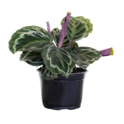 Calathea Medallion Plant In 6 Inch Grower Pot