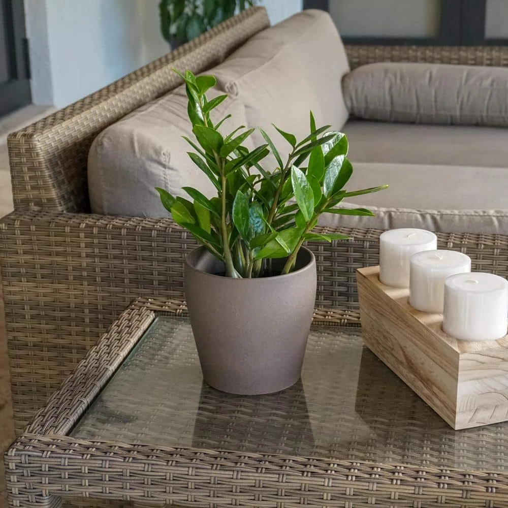 ZZ Plant Zamioculcas Zamiifolia Zanzibar Gem Easy Care Low Light Plant In 6 Inch Grower Pot 5 ZZ Plant Zamioculcas Zamiifolia Zanzibar Gem Easy Care Low Light Plant In 6 Inch Grower Pot - Image 5