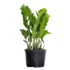 ZZ Plant Zamioculcas Zamiifolia Zanzibar Gem Easy Care Low Light Plant In 6 Inch Grower Pot