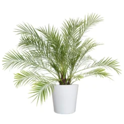 Miniature Date Palm Live Phoenix Roebelenii Plant 22 In. To 26 In. Tall In 9.25 In. White Decor Pot