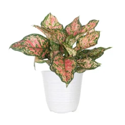 Aglaonema Ruby Ray Plant In 6 Inch White Decor Pot
