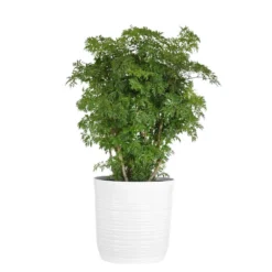 Ming Aralia Indoor House Plant In 10 Inch White Decor Pot
