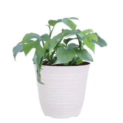 Philodendron Ginny Plant Live Mini Monstera In 6 Inch White Decor Pot