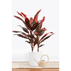 Red Sister Cordyline Florida Ti Plant Live Indoor Outdoor Houseplant 10 Inch White Decor Pot 7 Red Sister Cordyline Florida Ti Plant Live Indoor Outdoor Houseplant 10 Inch White Decor Pot -United Nursery united nursery house plants 78996 31 1000