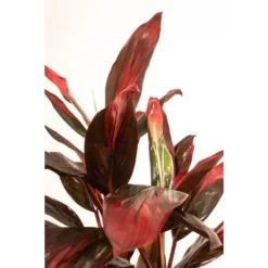 Red Sister Cordyline Florida Ti Plant Live Indoor Outdoor Houseplant 10 Inch White Decor Pot 6 Red Sister Cordyline Florida Ti Plant Live Indoor Outdoor Houseplant 10 Inch White Decor Pot -United Nursery united nursery house plants 78996 4f 1000