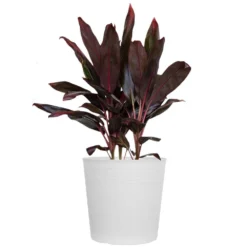 Red Sister Cordyline Florida Ti Plant Live Indoor Outdoor Houseplant 10 Inch White Decor Pot
