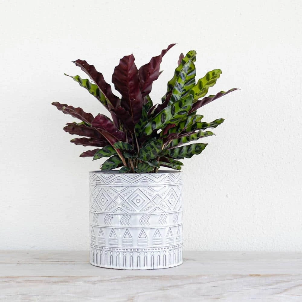 Calathea Rattlesnake Prayer Plant 6 Inch Grower Pot 4 Calathea Rattlesnake Prayer Plant 6 Inch Grower Pot - Image 4