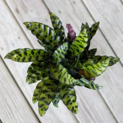 Calathea Rattlesnake Prayer Plant 6 Inch Grower Pot 9 Calathea Rattlesnake Prayer Plant 6 Inch Grower Pot -United Nursery united nursery house plants 79016 44 1000