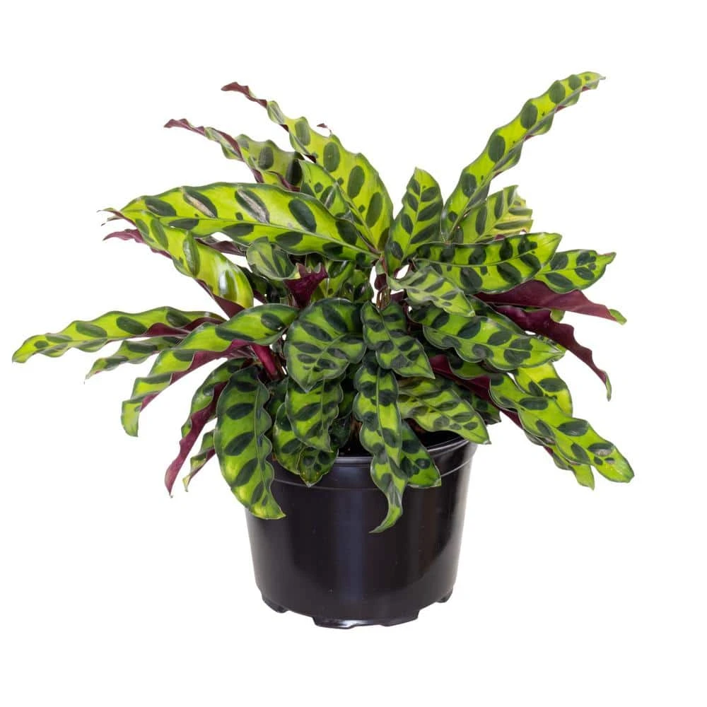 Calathea Rattlesnake Prayer Plant 6 Inch Grower Pot 1 Calathea Rattlesnake Prayer Plant 6 Inch Grower Pot