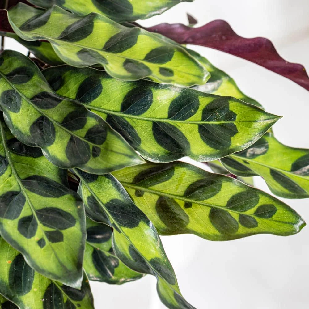 Calathea Rattlesnake Prayer Plant 6 Inch Grower Pot 2 Calathea Rattlesnake Prayer Plant 6 Inch Grower Pot - Image 2