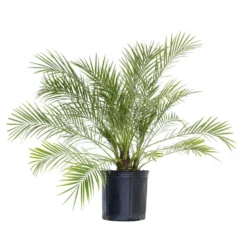 Miniature Date Palm Live Phoenix Roebelenii Plant 22 In. To 26 In. Tall In 9.25 In. Grower Pot