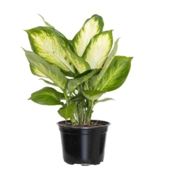 Camille Dieffenbachia Live Plant In 6 Inch Grower Pot