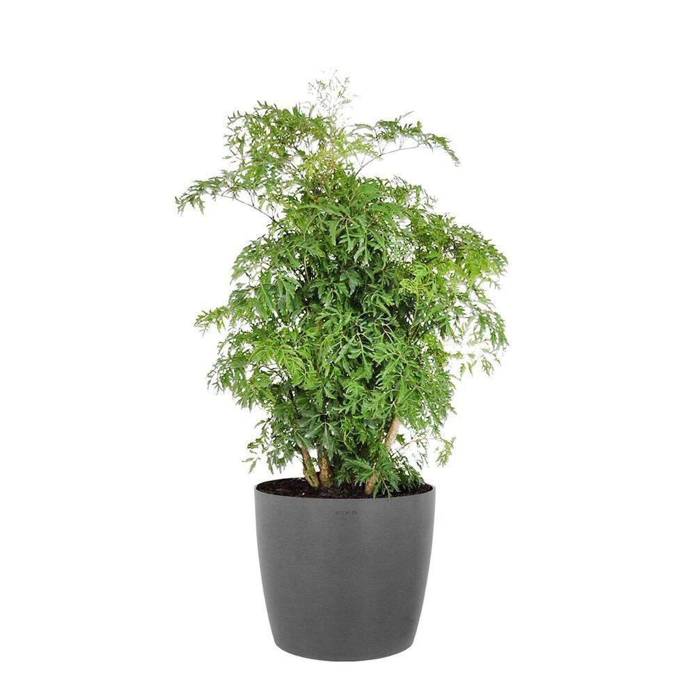 Aralia Ming Live Indoor Outdoor Plant In 10 Inch Premium Sustainable Ecopots Grey Pot With Removeable Drainage Plug 1 Aralia Ming Live Indoor Outdoor Plant In 10 Inch Premium Sustainable Ecopots Grey Pot With Removeable Drainage Plug