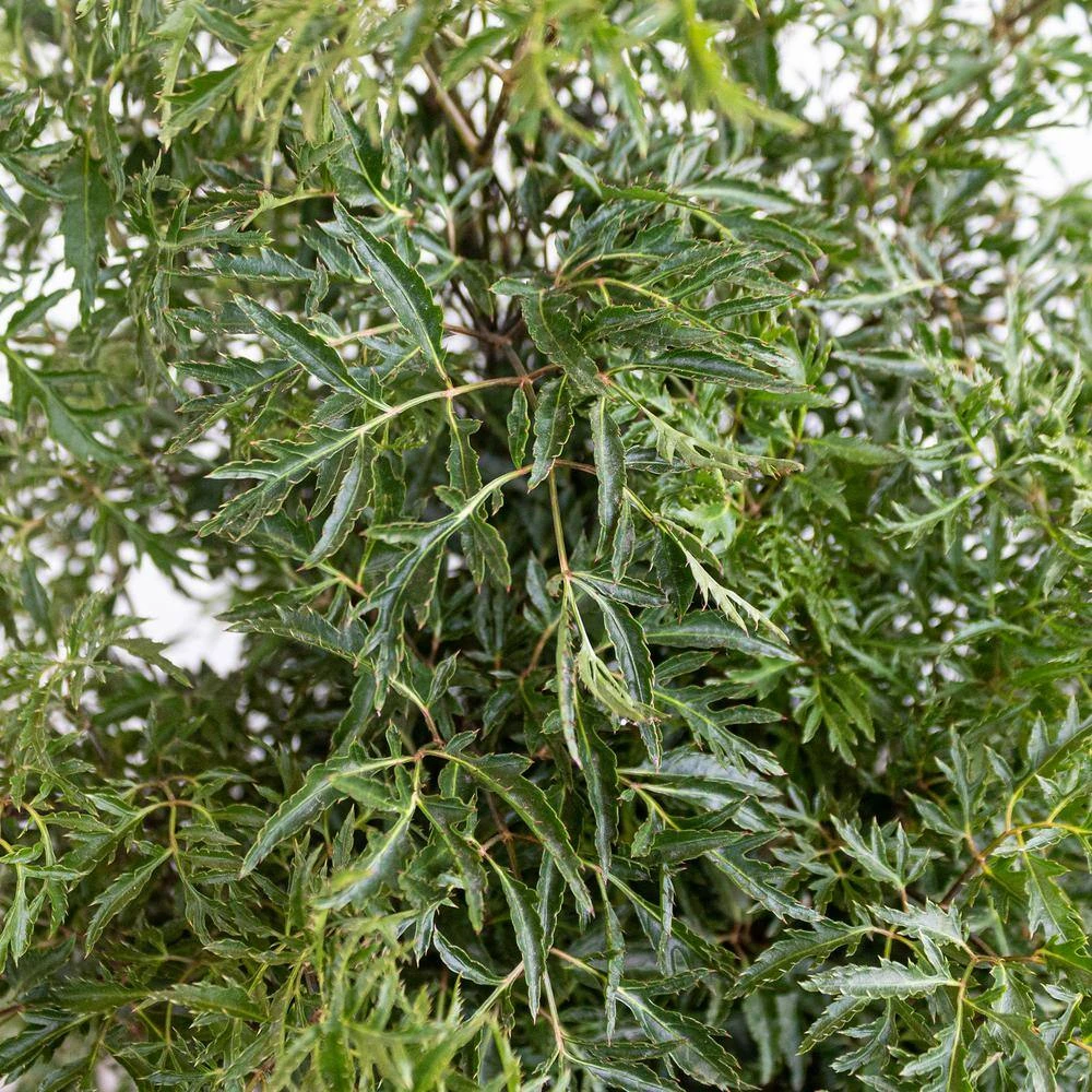 Aralia Ming Live Indoor Outdoor Plant In 10 Inch Premium Sustainable Ecopots Grey Pot With Removeable Drainage Plug 2 Aralia Ming Live Indoor Outdoor Plant In 10 Inch Premium Sustainable Ecopots Grey Pot With Removeable Drainage Plug - Image 2