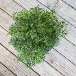 Cat Palm Chamaedorea Cataractarum Indoor Outdoor Live Plant In 10 Inch Premium Ecopots Grey Pot 6 Cat Palm Chamaedorea Cataractarum Indoor Outdoor Live Plant In 10 Inch Premium Ecopots Grey Pot -United Nursery united nursery house plants aming10pw 4f 1000