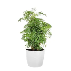 Cat Palm Chamaedorea Cataractarum Indoor Outdoor Live Plant In 10 Inch Premium Ecopots Grey Pot