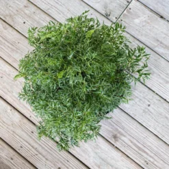 Aralia Ming Live Indoor Outdoor Plant In 10 Inch Premium Sustainable Ecopots Teracotta Pot With Removeable Drainage Plug 6 Aralia Ming Live Indoor Outdoor Plant In 10 Inch Premium Sustainable Ecopots Teracotta Pot With Removeable Drainage Plug -United Nursery united nursery house plants aming10trc 4f 1000