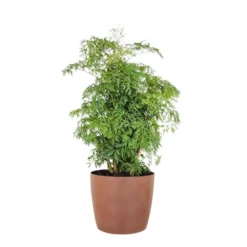 Aralia Ming Live Indoor Outdoor Plant In 10 Inch Premium Sustainable Ecopots Teracotta Pot With Removeable Drainage Plug