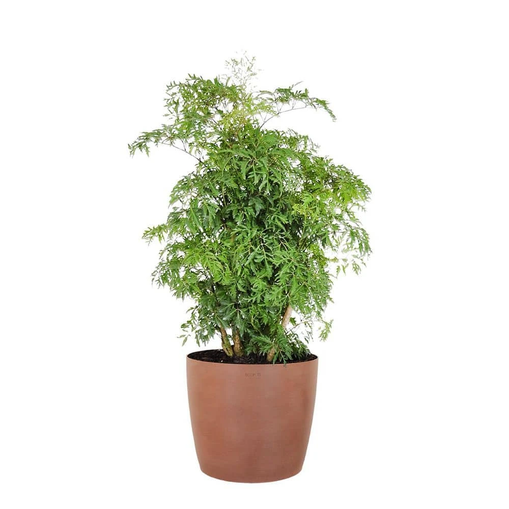Aralia Ming Live Indoor Outdoor Plant In 10 Inch Premium Sustainable Ecopots Teracotta Pot With Removeable Drainage Plug 1 Aralia Ming Live Indoor Outdoor Plant In 10 Inch Premium Sustainable Ecopots Teracotta Pot With Removeable Drainage Plug