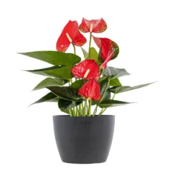Live Red Anthurium Houseplant In 6 In. Graphite Eco-Friendly Sustainable Decor Pot