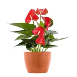 Live Red Anthurium Houseplant In 6 In. Terracotta Eco-Friendly Sustainable Decor Pot