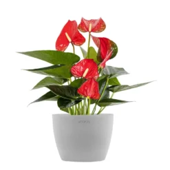Live Red Anthurium Houseplant In 6 In. Light Grey Eco-Friendly Sustainable Decor Pot