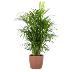 Areca Palm Dypsis Lutescens Indoor Outdoor Live Plant In 10 Inch Premium Sustainable Ecopots Terracotta Pot