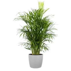 Areca Palm Live Dypsis Lutescens Indoor Outdoor Plant In 10 Inch Premium Ecopots White Grey Pot