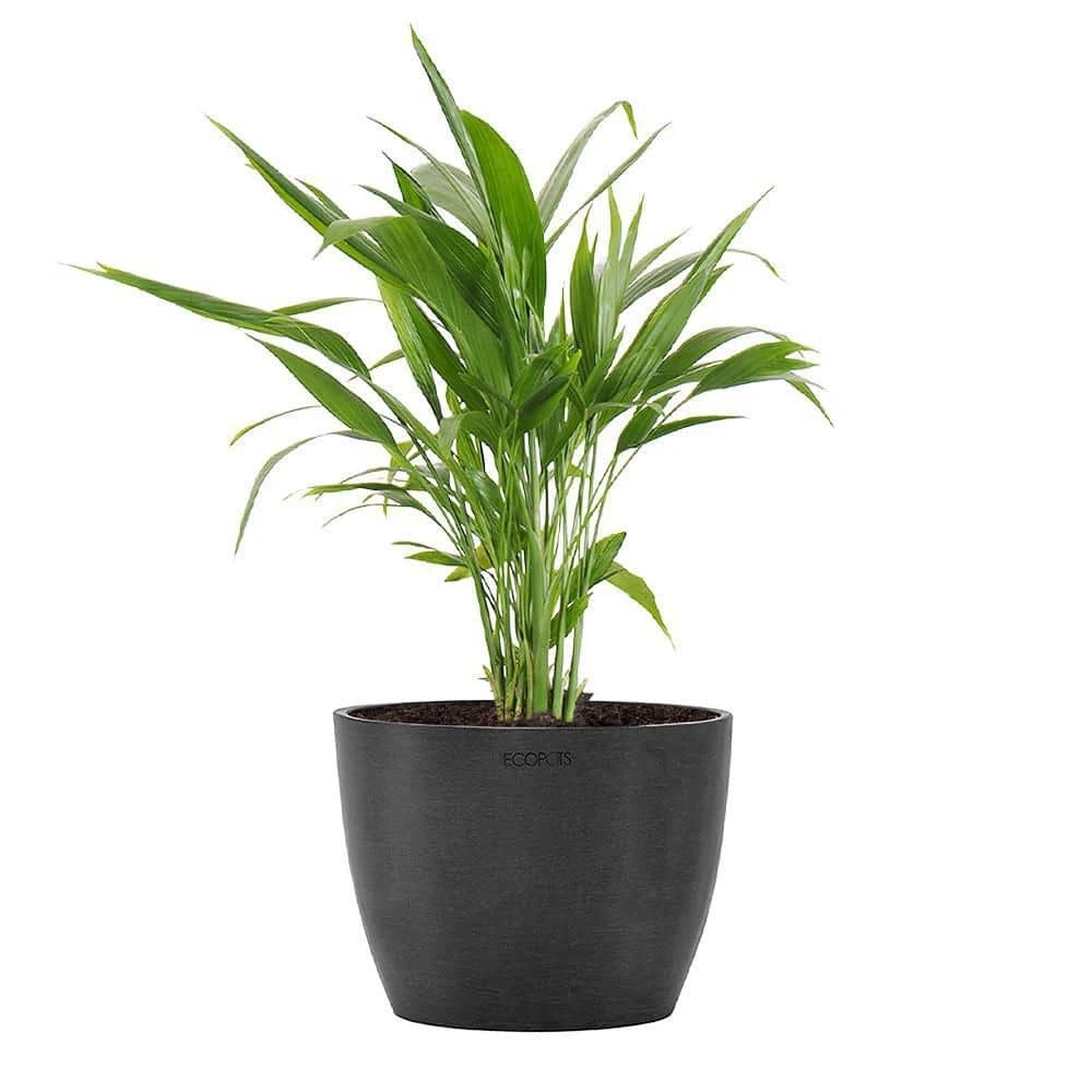 Areca Palm Dypsis Lutescens Live Plant In 6 Inch Premium Sustainable Ecopots Dark Grey Pot With Removeable Drainage Plug 1 Areca Palm Dypsis Lutescens Live Plant In 6 Inch Premium Sustainable Ecopots Dark Grey Pot With Removeable Drainage Plug