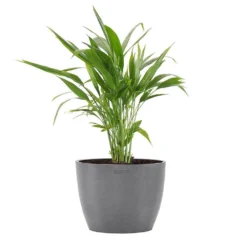 Areca Palm Dypsis Lutescens Live Plant In 6 Inch Premium Sustainable Ecopots Grey Pot With Removeable Drainage Plug