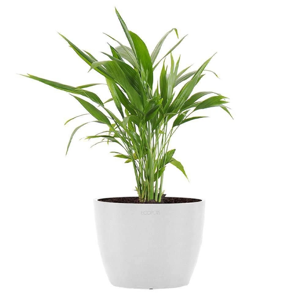 Areca Palm Dypsis Lutescens Live Plant In 6 Inch Premium Sustainable Ecopots Pure White Pot 1 Areca Palm Dypsis Lutescens Live Plant In 6 Inch Premium Sustainable Ecopots Pure White Pot