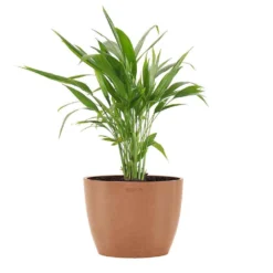 Areca Palm Dypsis Lutescens Live Plant In 6 Inch Premium Sustainable Ecopots Terracotta Pot