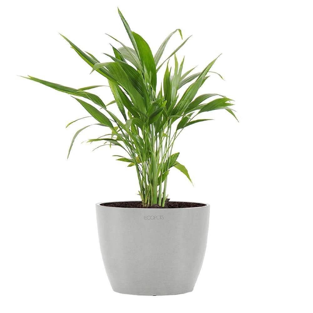 Areca Palm Dypsis Lutescens Live Plant In 6 Inch Premium Sustainable Ecopots White Grey Pot 1 Areca Palm Dypsis Lutescens Live Plant In 6 Inch Premium Sustainable Ecopots White Grey Pot