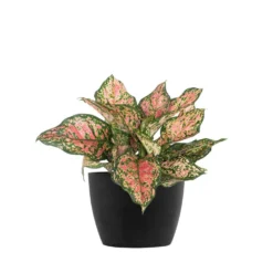 Aglaonema Ruby Ray Live Chineese Evergreen In 6 Inch Premium Sustainable Ecopots Dark Grey Pot
