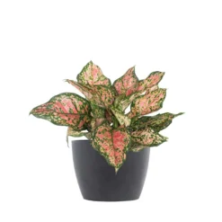 Aglaonema Ruby Ray Live Chinese Evergreen In 6 In. Premium Sustainable Ecopots Grey Pot With Removeable Drainage Plug
