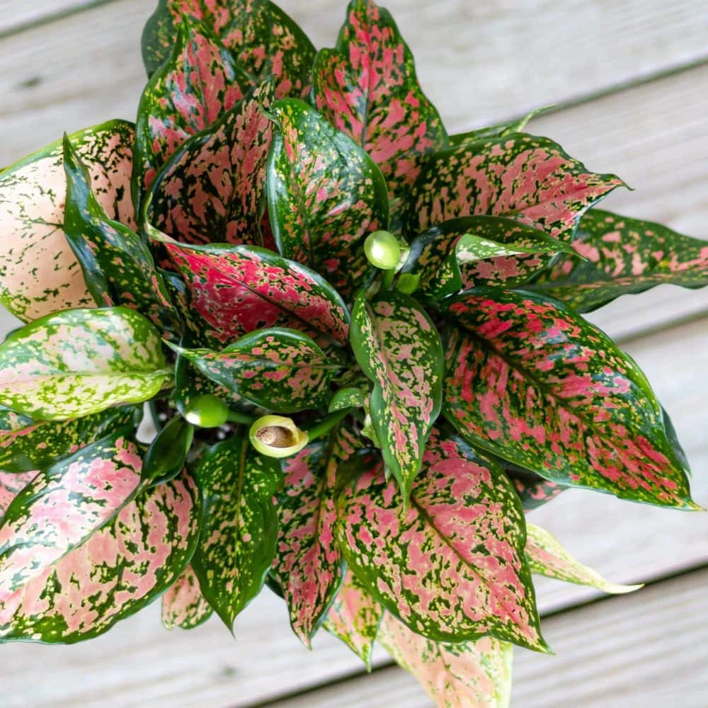 Aglaonema Ruby Ray Live Chinese Evergreen In 6 In. Premium Sustainable Ecopots Pure White Pot 3 Aglaonema Ruby Ray Live Chinese Evergreen In 6 In. Premium Sustainable Ecopots Pure White Pot - Image 3