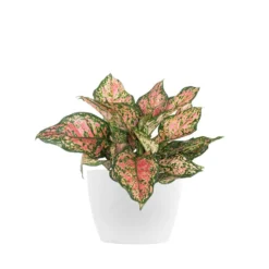 Aglaonema Ruby Ray Live Chinese Evergreen In 6 In. Premium Sustainable Ecopots Pure White Pot