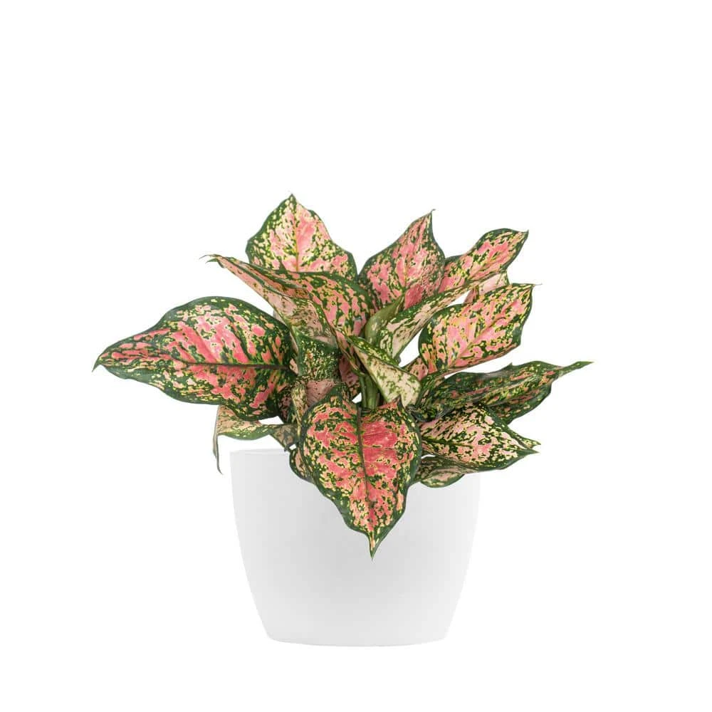 Aglaonema Ruby Ray Live Chinese Evergreen In 6 In. Premium Sustainable Ecopots Pure White Pot 1 Aglaonema Ruby Ray Live Chinese Evergreen In 6 In. Premium Sustainable Ecopots Pure White Pot