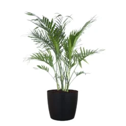 Cat Palm Chamaedorea Cataractarum Live Plant In 10 Inch Premium Sustainable Ecopots Dark Grey Pot