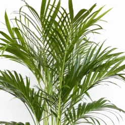 Cat Palm Chamaedorea Cataractarum Indoor Outdoor Live Plant In 10 In. Premium Sustainable Ecopots Grey Pot -United Nursery united nursery house plants cpalm10gray 1f 1000