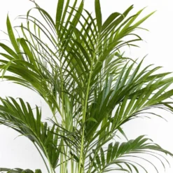 Cat Palm Chamaedorea Cataractarum Indoor Outdoor Live Plant In 10 Inch Premium Sustainable Ecopots White Pot 8 Cat Palm Chamaedorea Cataractarum Indoor Outdoor Live Plant In 10 Inch Premium Sustainable Ecopots White Pot -United Nursery united nursery house plants cpalm10pw 1f 1000