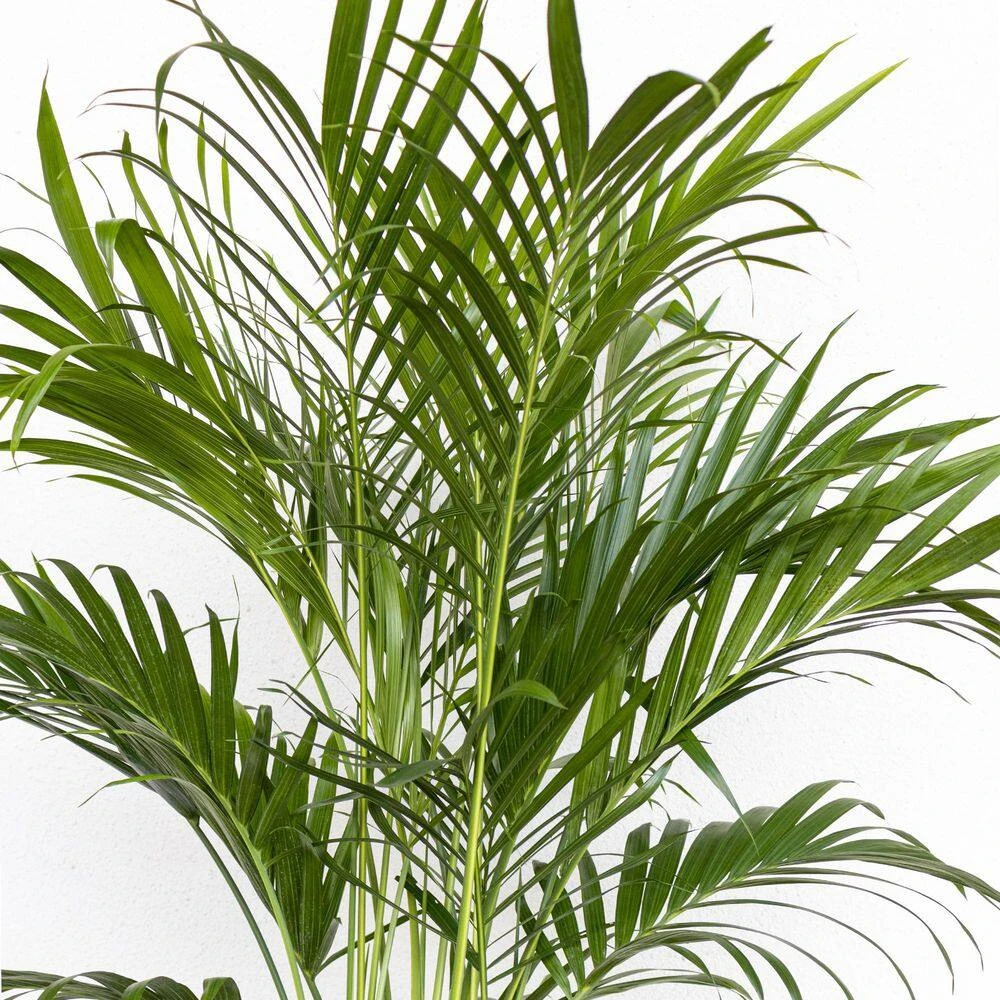 Cat Palm Chamaedorea Cataractarum Indoor Outdoor Live Plant In 10 Inch Premium Sustainable Ecopots White Pot 4 Cat Palm Chamaedorea Cataractarum Indoor Outdoor Live Plant In 10 Inch Premium Sustainable Ecopots White Pot - Image 4