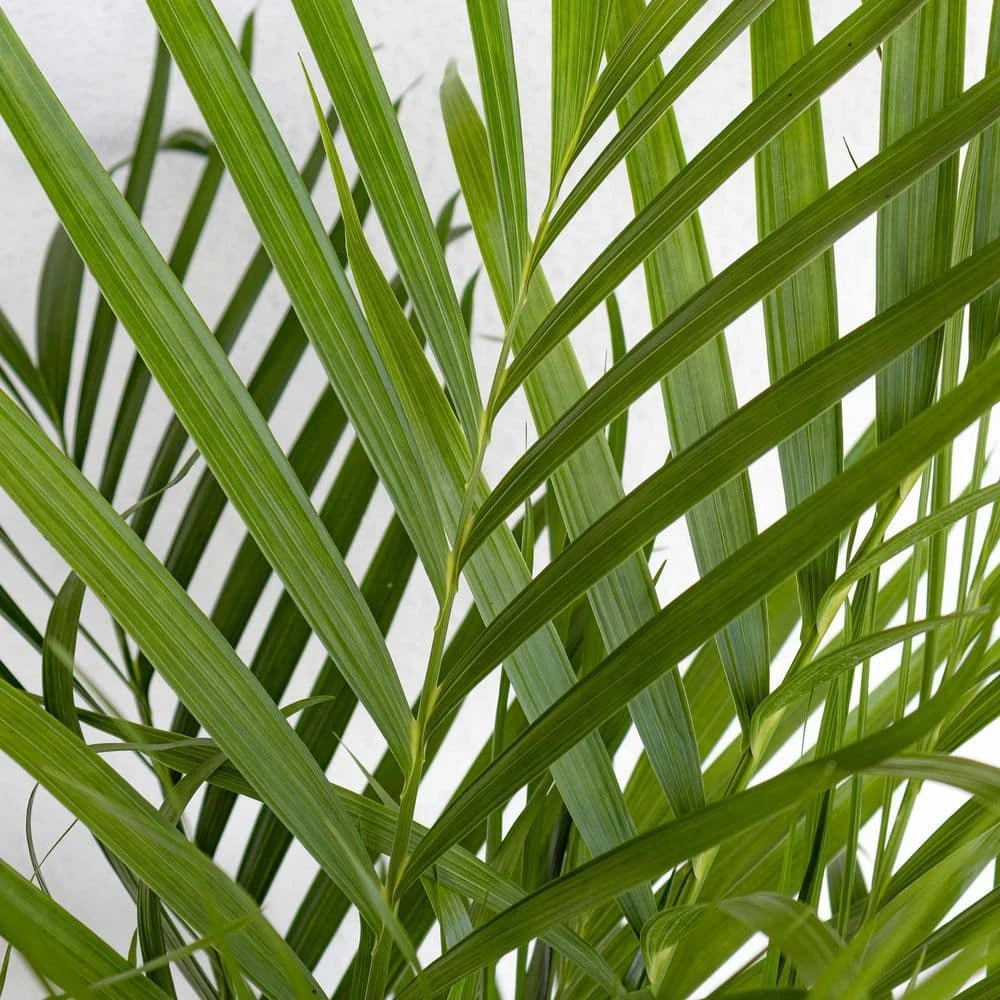 Cat Palm Chamaedorea Cataractarum Indoor Outdoor Live Plant In 10 Inch Premium Sustainable Ecopots White Pot 2 Cat Palm Chamaedorea Cataractarum Indoor Outdoor Live Plant In 10 Inch Premium Sustainable Ecopots White Pot - Image 2