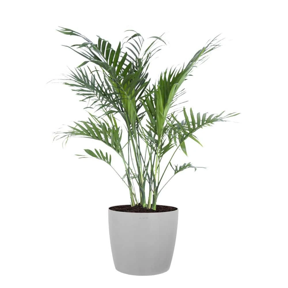 Cat Palm Chamaedorea Cataractarum Live Indoor Outdoor Plant In 10 Inch Premium Sustainable Ecopots White Grey Pot 1 Cat Palm Chamaedorea Cataractarum Live Indoor Outdoor Plant In 10 Inch Premium Sustainable Ecopots White Grey Pot